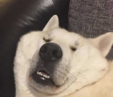 Lennyest
