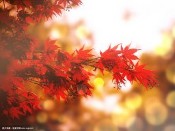 Maple_sail