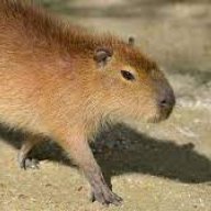 Chulurr