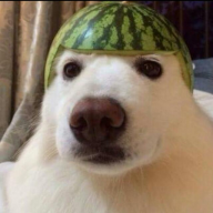Doyzoi