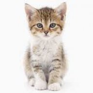 KittenGamer
