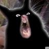 pii