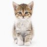 KittenGamer