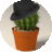 CalicoCactus