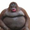 Monke Calculator