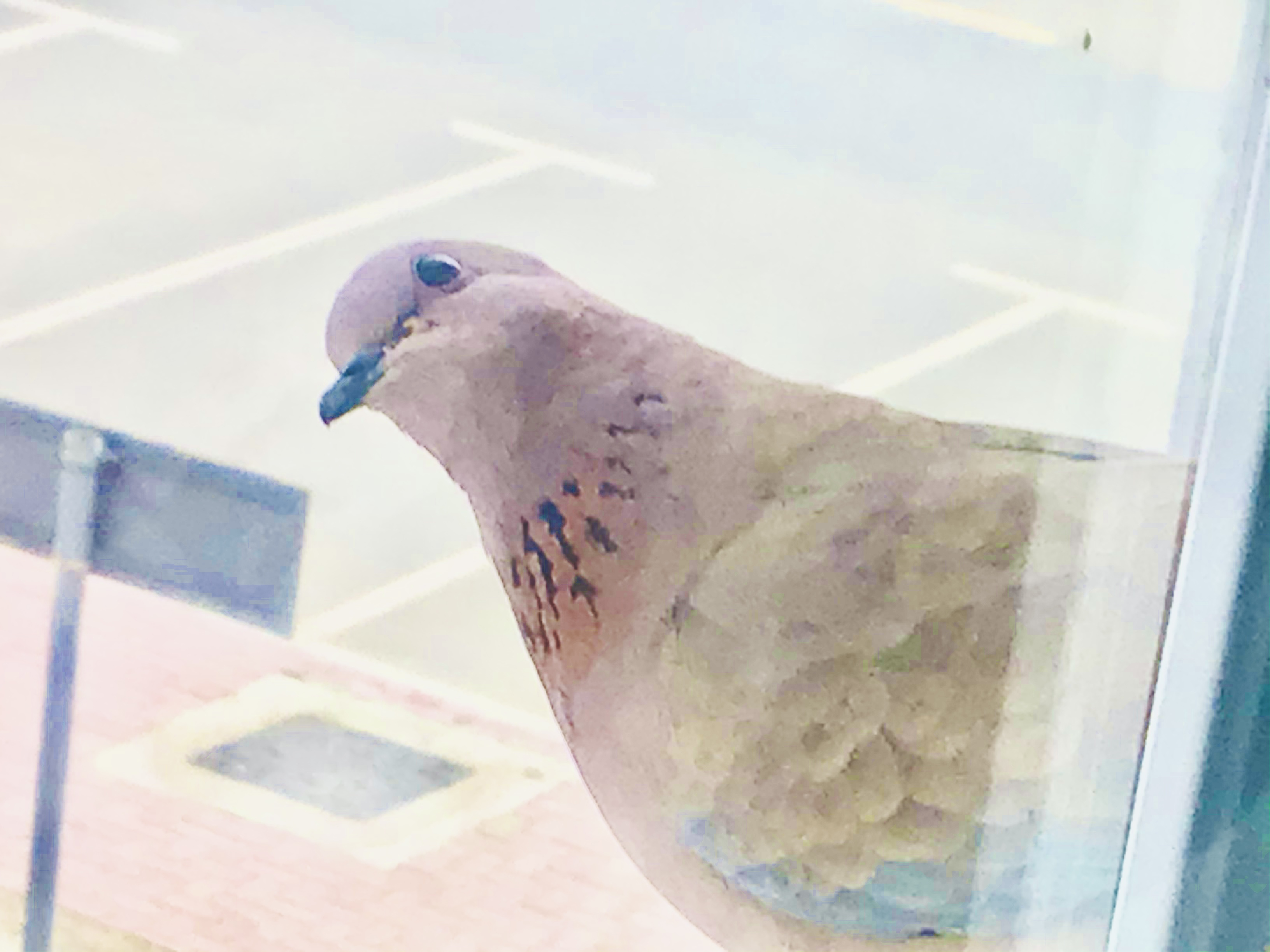 85986C53-AD07-4151-9C67-31E6F62809E9.jpeg