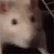 C9F0508D-ED8A-45A6-9682-CA02ADA6E471.gif
