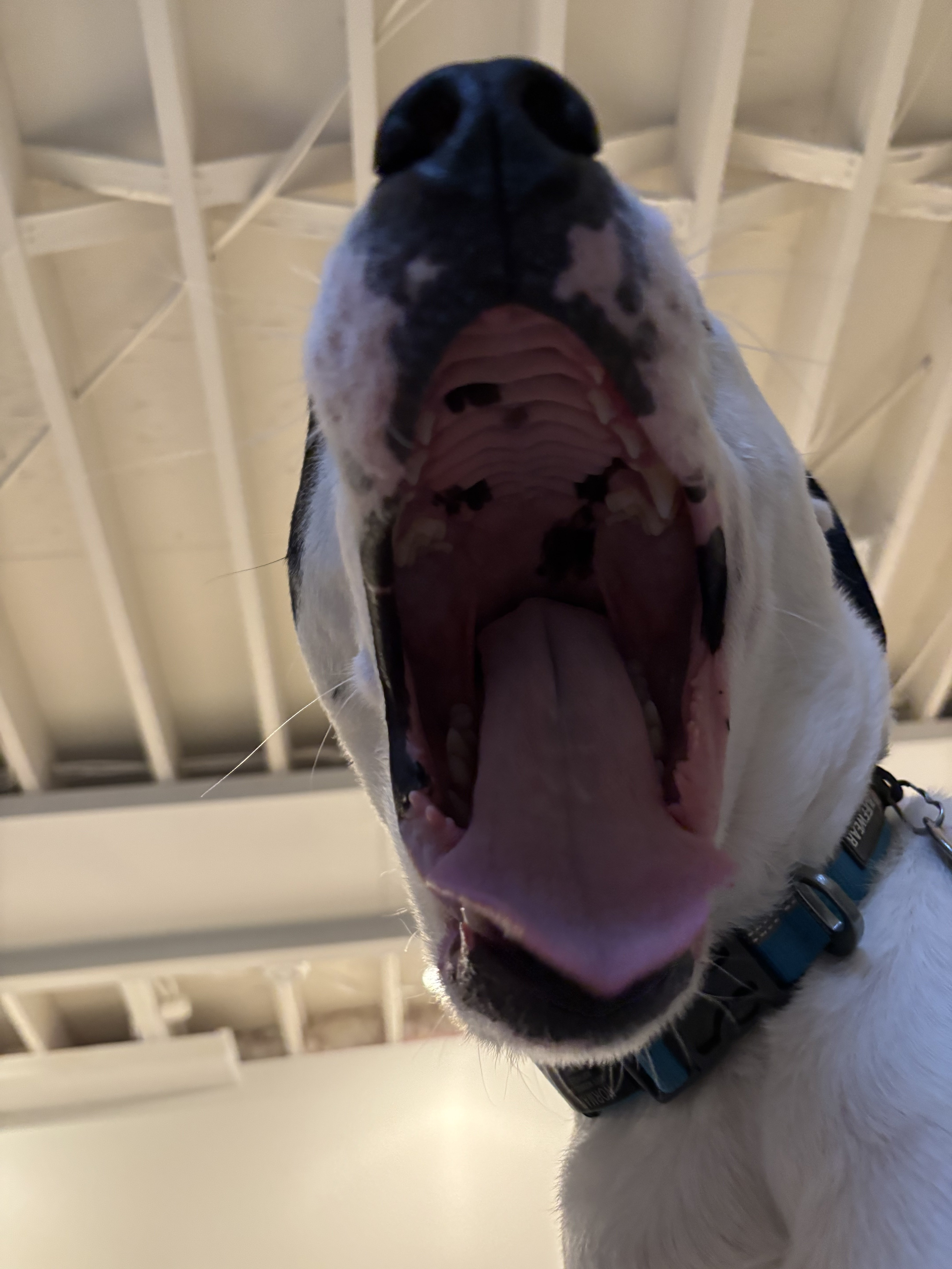 IMG_0560.jpeg