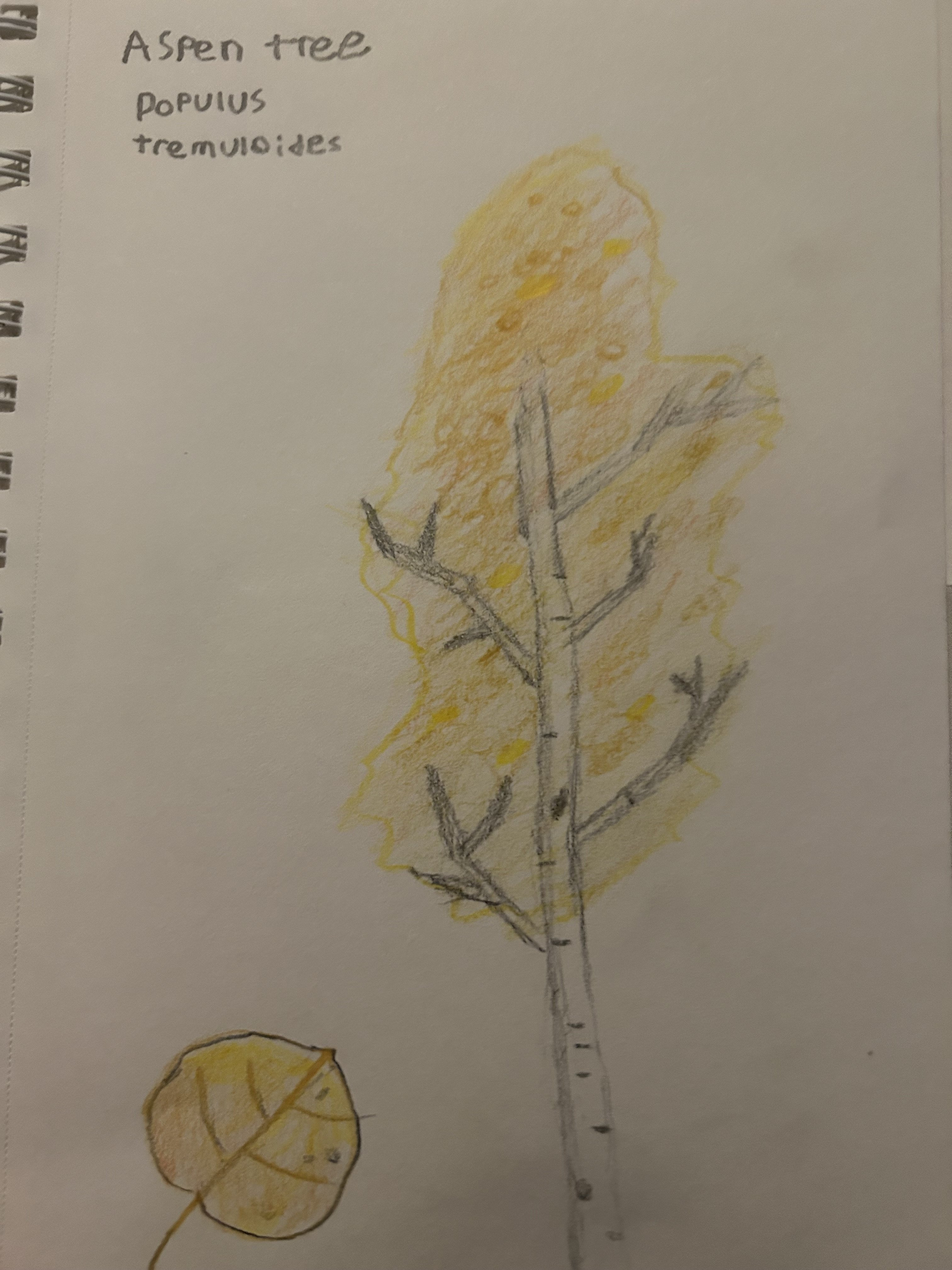 IMG_0463.jpeg