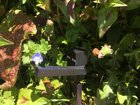 His name is Pants the Enderman, he loves flowers