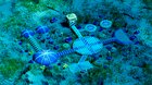 Underwater base