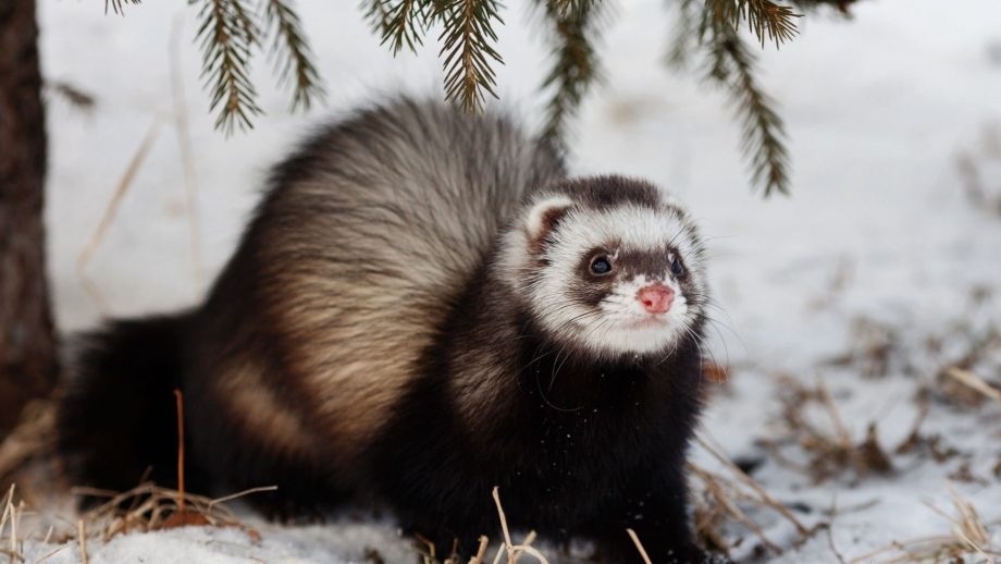 Ferret#5.jpg