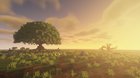 A beautiful big oak tree for a future project!