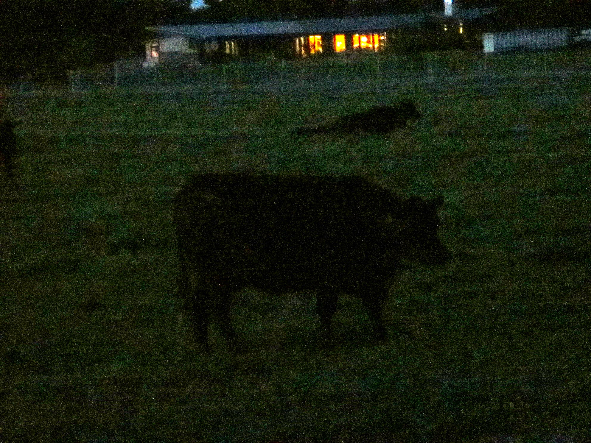 friedcow.JPG