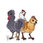 Drew the new chickens